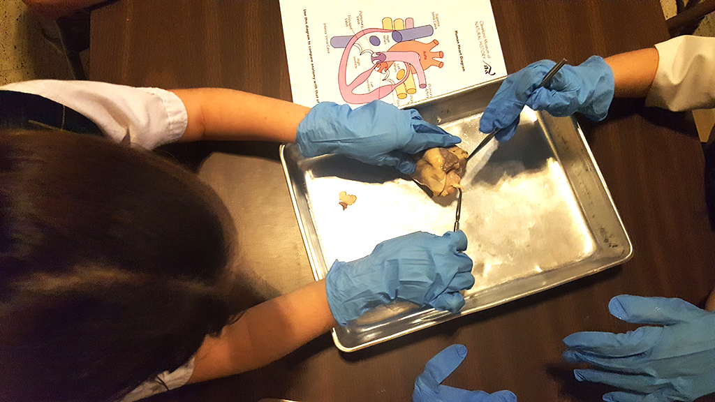 Sheep Heart Disection with 3rd & 5th Graders