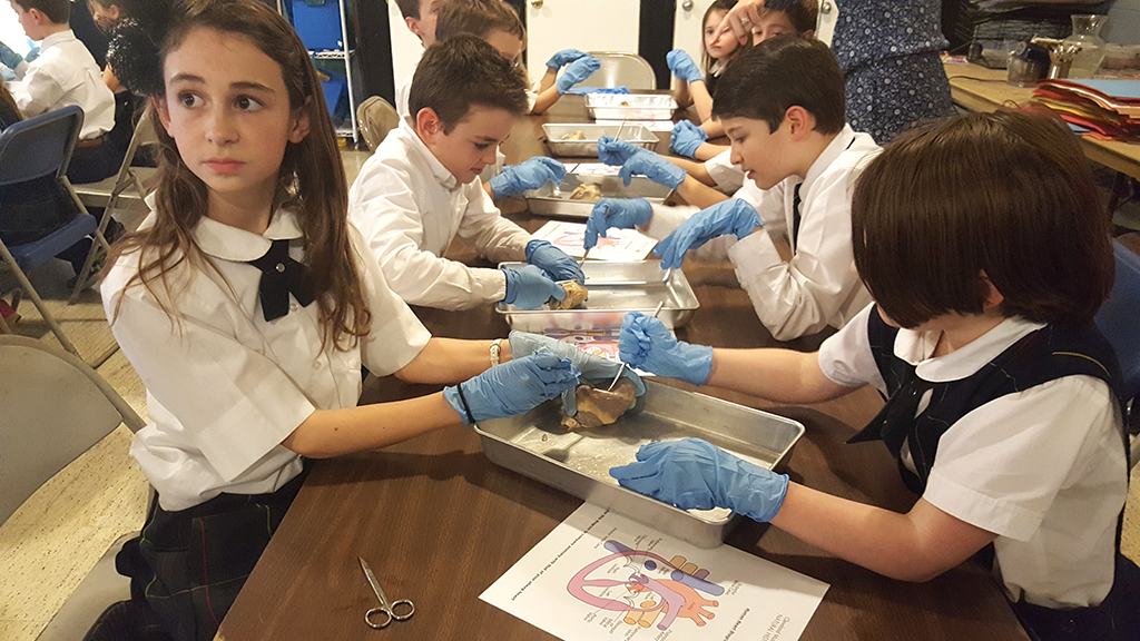 Sheep Heart Disection with 3rd & 5th Graders