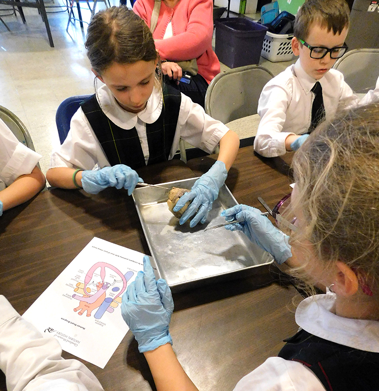 Sheep Heart Disection with 3rd & 5th Graders