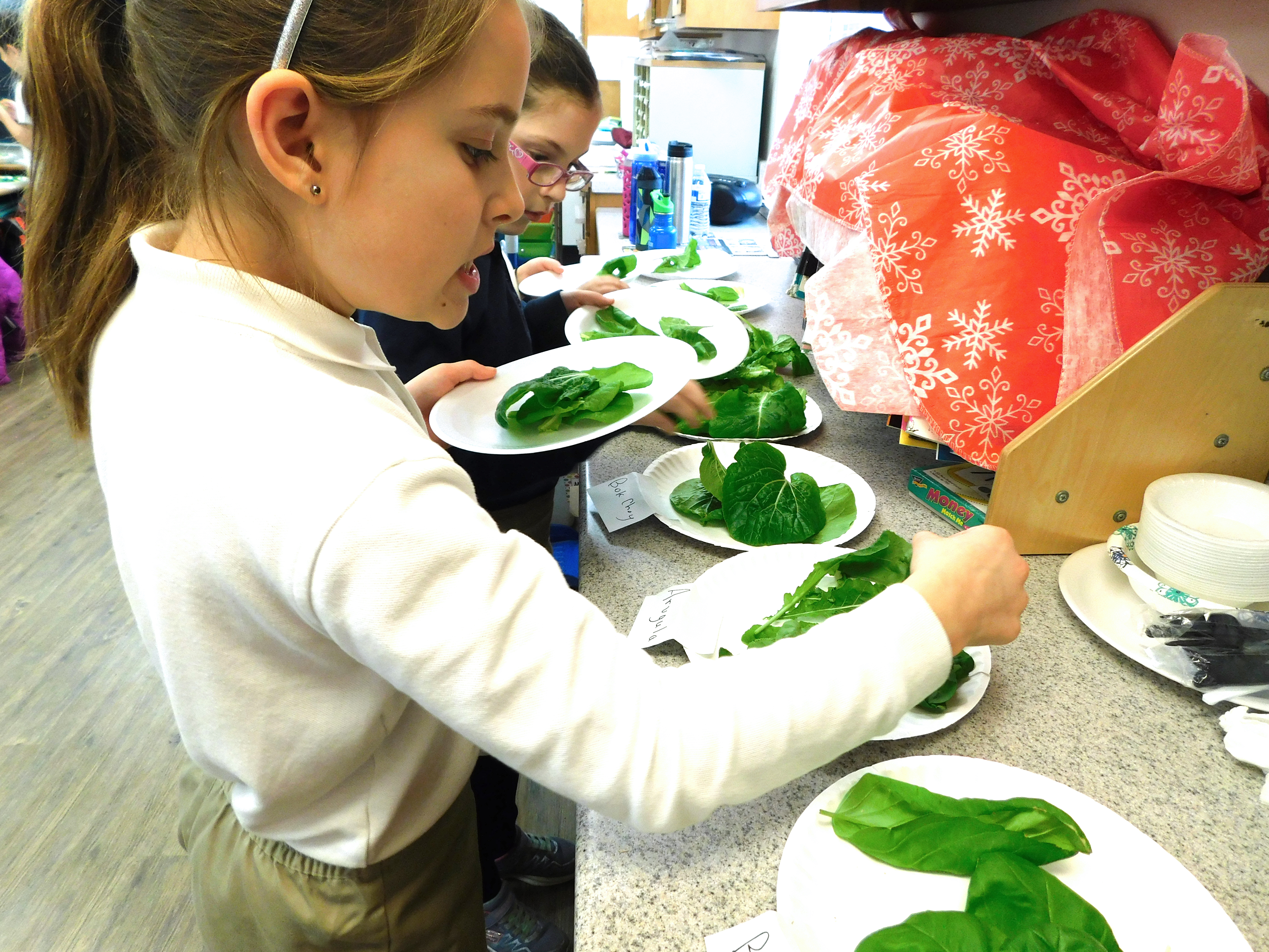 Second grade harvesting lettuce they grew in the classroom