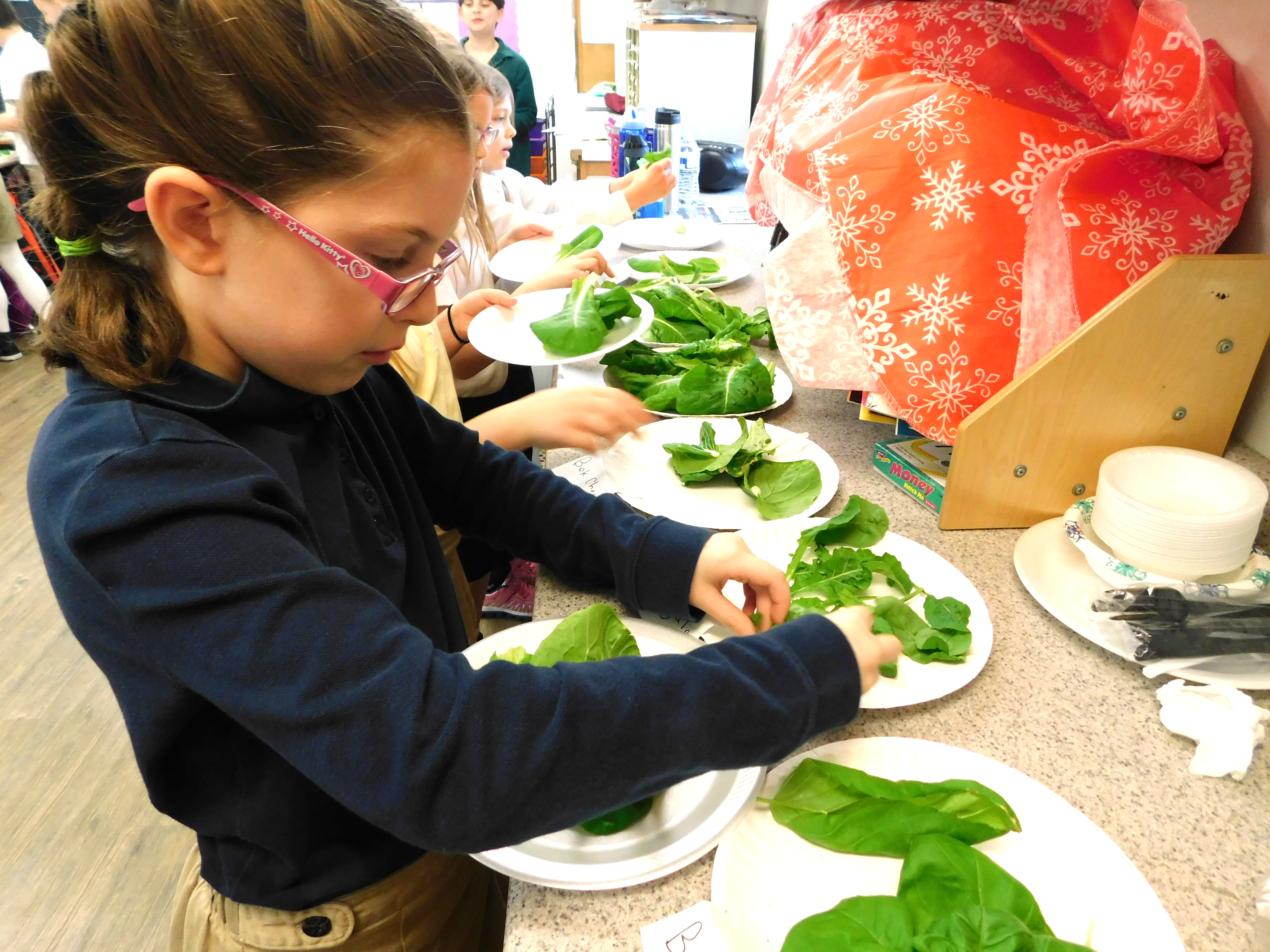 Second grade harvesting lettuce they grew in the classroom
